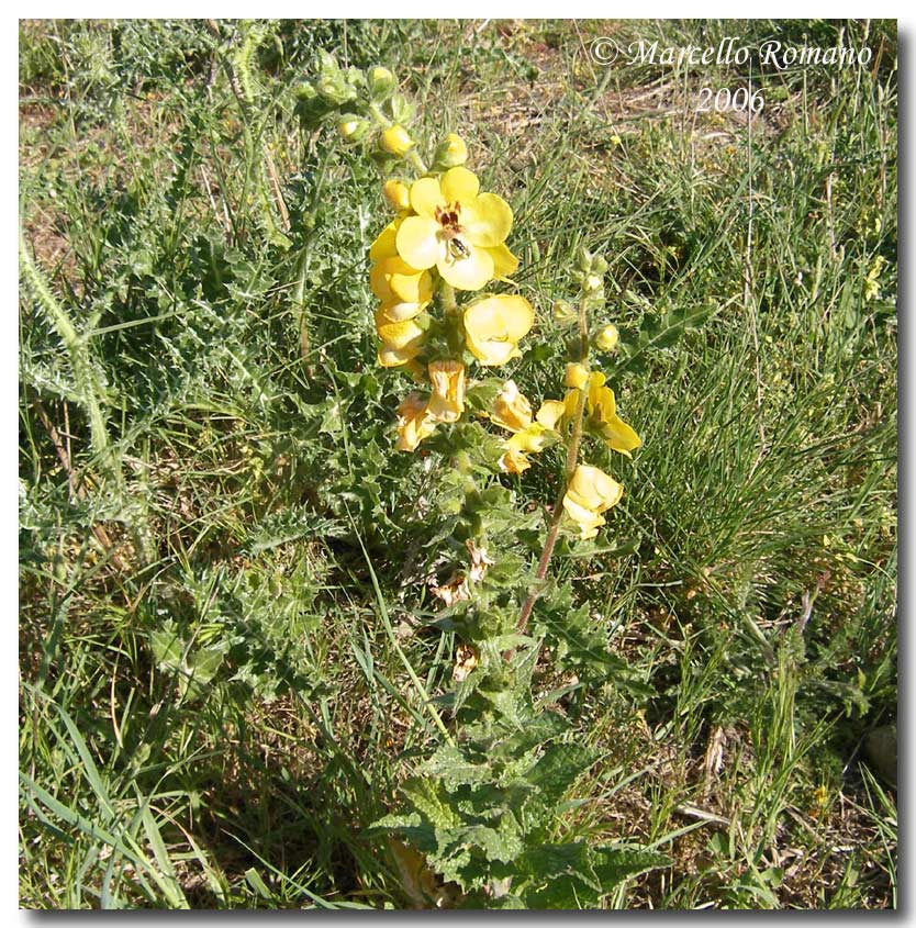 Verbascum creticum / Verbasco del Patriarca